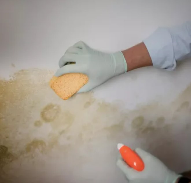 DFW Mold Removal: Your Trusted Partner in Mold Remediation in Garland, TX